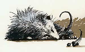 Drawing of a possum playing dead.